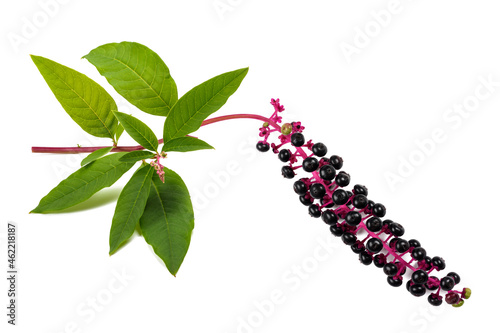 Pokeweeds (phytolacca americana) photo