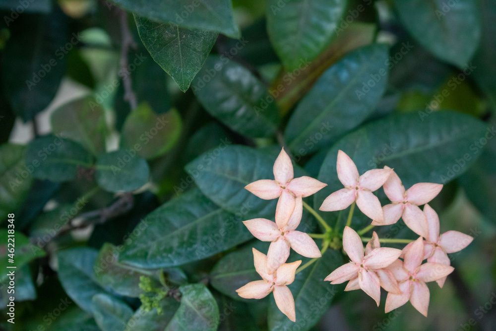 Obraz premium Jungle Geranium or ixora flower
