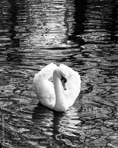 Swan song