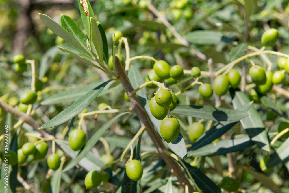 the olives on the tree are ripening