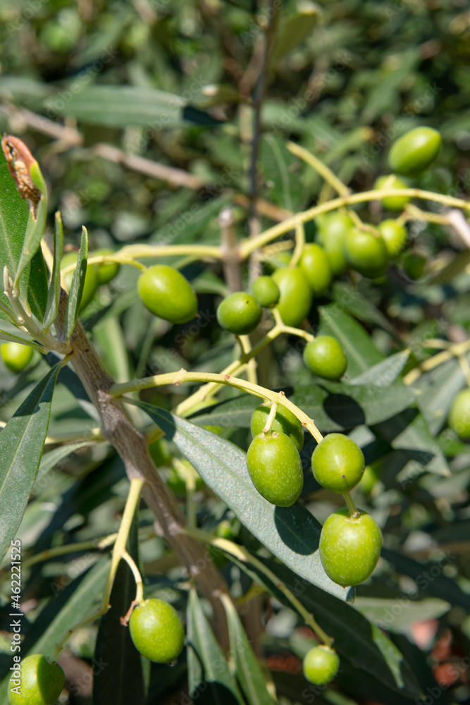 the olives on the tree are ripening