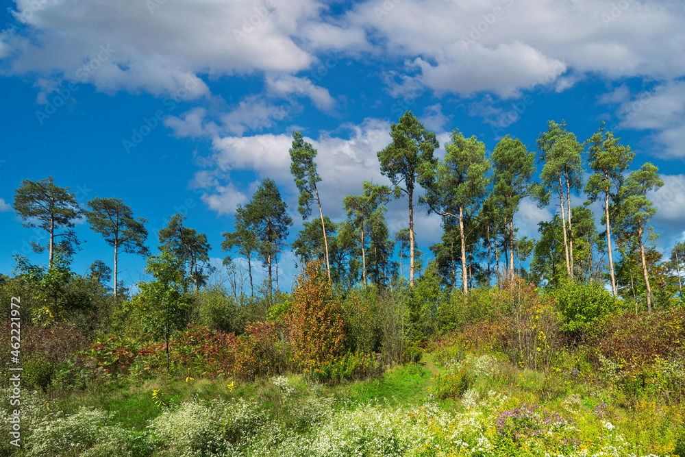 Panorama. Pine trees against blue sky with white clouds Panorama. Pine trees against blue sky with white clouds