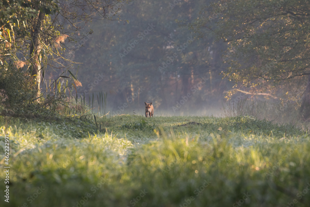 Red fox Vulpes vulpes on a forest river road, in search of food, natural fox habitat, forest landscape, natural forest road, red long-tail predator Red fox Vulpes vulpes on a forest river road, in search of food, natural fox habitat, forest landscape, natural forest road, red long-tail predator