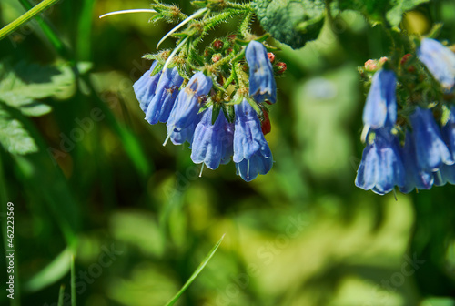 Symphytum caucasicum photo