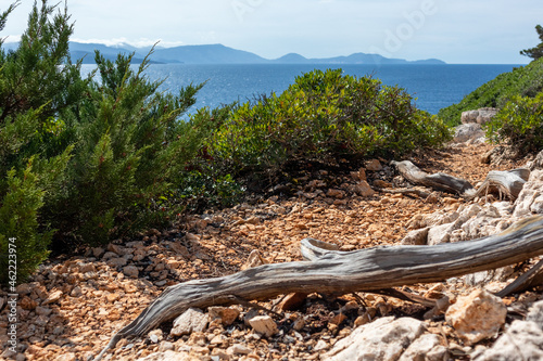 Rocky walking path with juniper roots close-up on green Greek island cliff on a bright clear blue day in Greece. Scenic wild travel destination. Lefkada island.