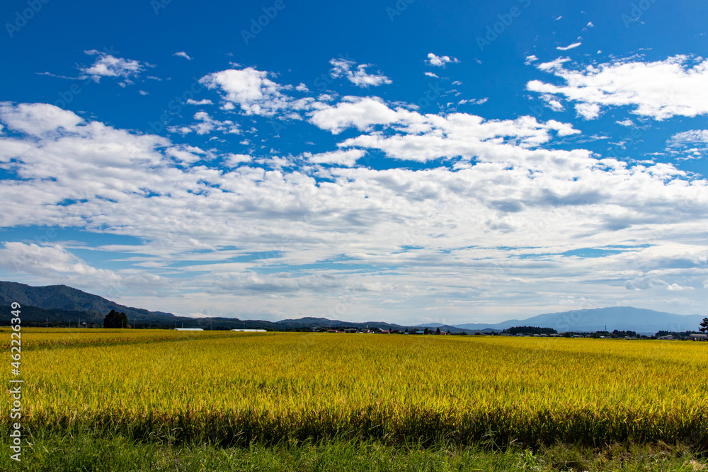 綺麗に実る稲と青空の風景