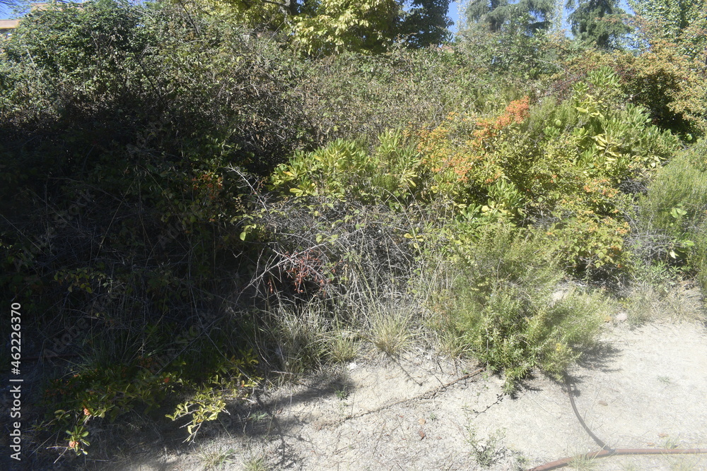 Fototapeta premium stream in the forest