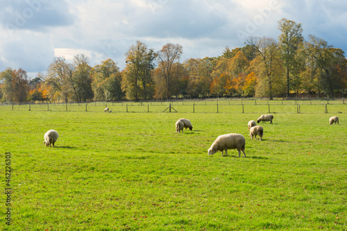 sheep in the field