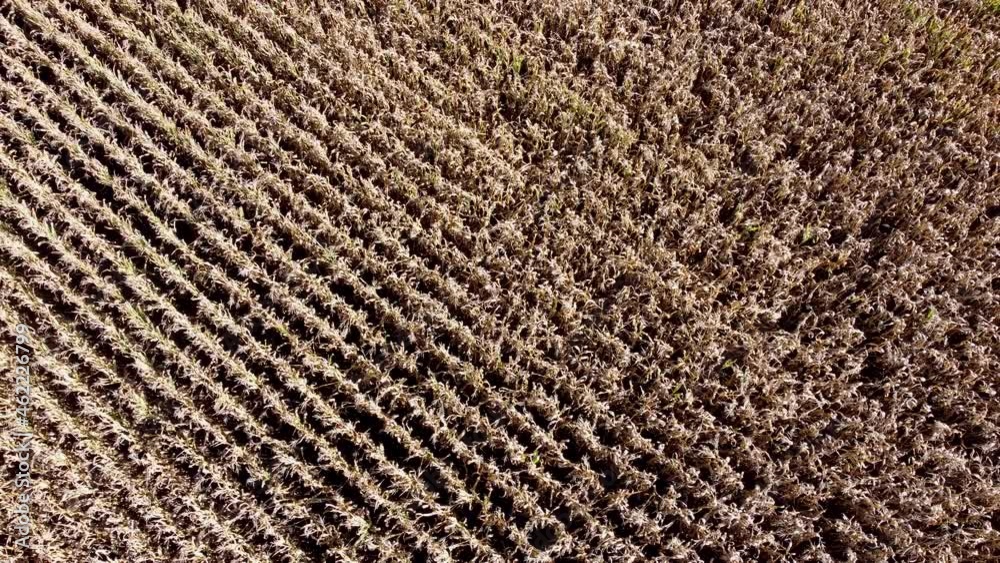 Drohnenaufnahme, trockener Mais auf dem Feld