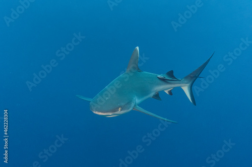 Grey Reef Shark, Carcharhinus amblyrhynchos, in Maldives