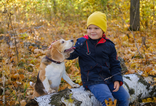 cute boy walking with beagle dog in autumn park