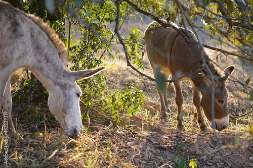 charming horse eating some leaves of a tree in the field photo