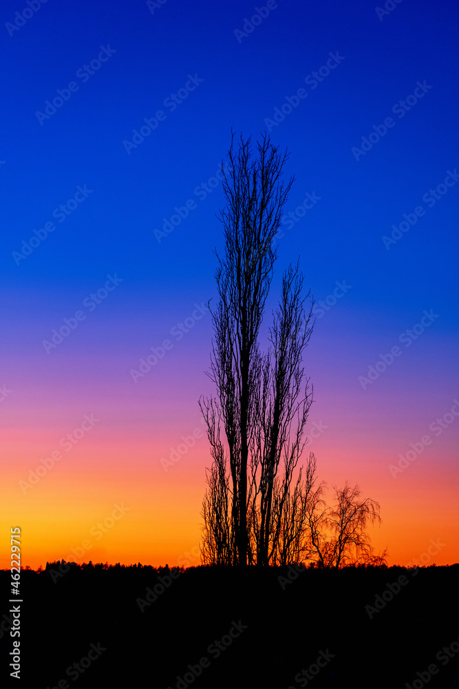 Single tree in a beautiful sunrise