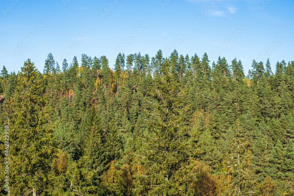 Coniferous forest on a mountain slope and a blue sky Coniferous forest on a mountain slope and a blue sky