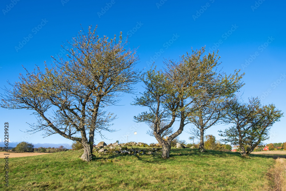 Tree grove with a old grave frome stone age Tree grove with a old grave frome stone age