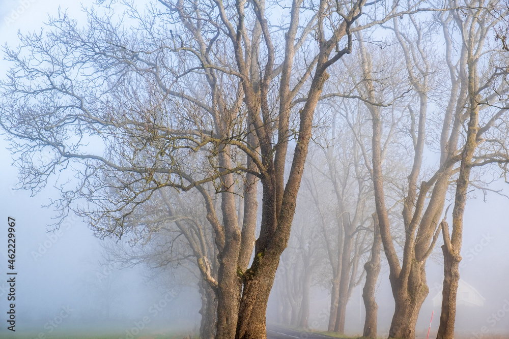 Misty morning with leafless trees at autumn Misty morning with leafless trees at autumn