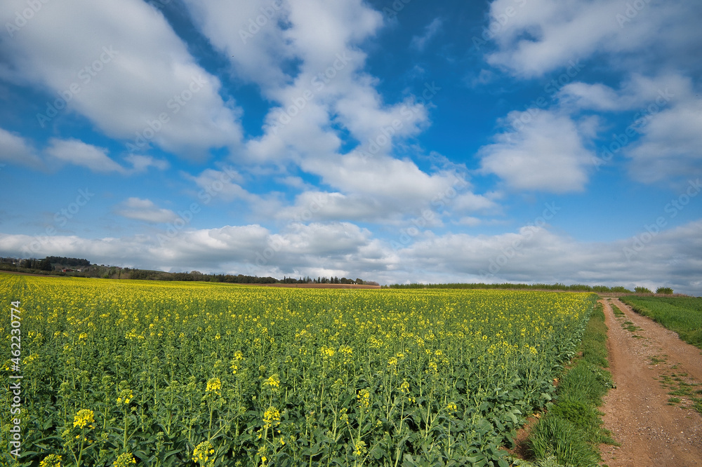 oilseed rape cultivation, bright yellow. fertile plain of Thessaly. Larissa, Greece oilseed rape cultivation, bright yellow. fertile plain of Thessaly. Larissa, Greece