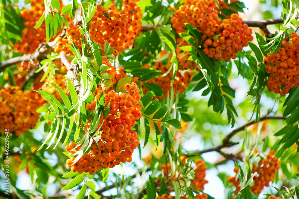 Ripe orange rowan berries on the green tree. Food for birds for autumn and winter Ripe orange rowan berries on the green tree. Food for birds for autumn and winter