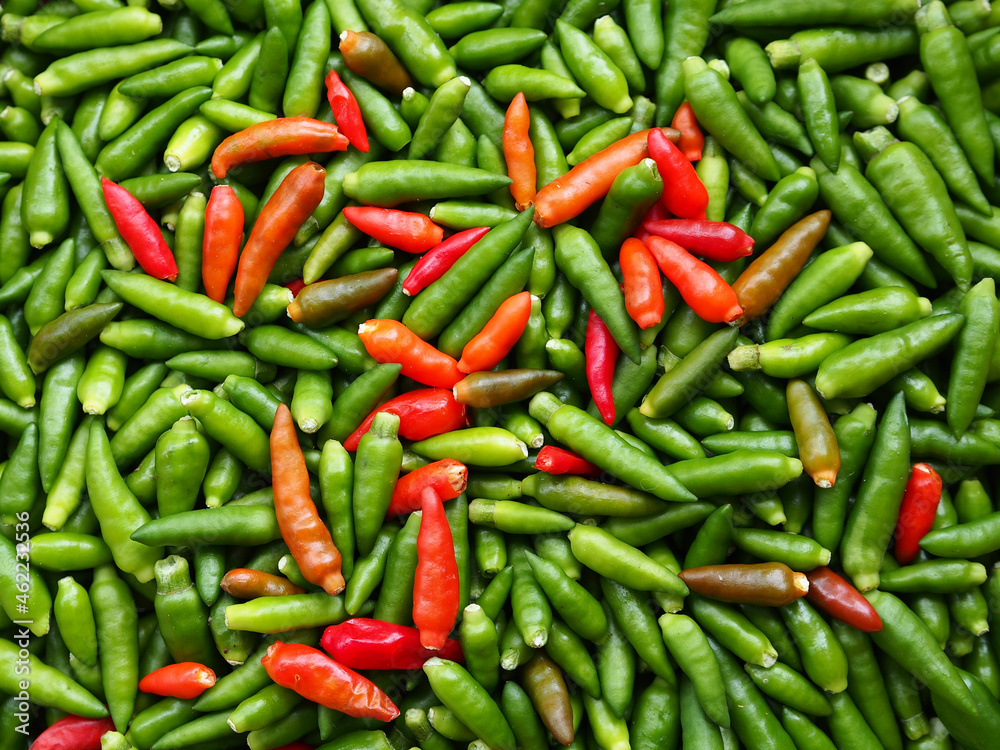 Bird's eye chili ( Capsicum annuum) or Thai chili of assorted colors isolated on wooden table background. Chili peppers are often used for cooking or cut into salads. Bird's eye chili ( Capsicum annuum) or Thai chili of assorted colors isolated on wooden table background. Chili peppers are often used for cooking or cut into salads.