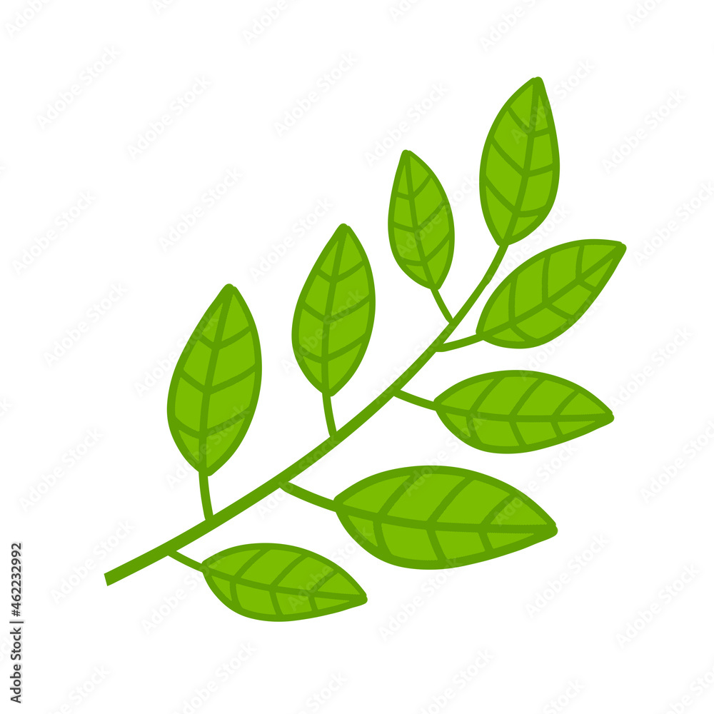 Branch with green leaves. Plant and part of tree. Symbol of freshness. Flat cartoon illustration isolated on white Branch with green leaves. Plant and part of tree. Symbol of freshness. Flat cartoon illustration isolated on white