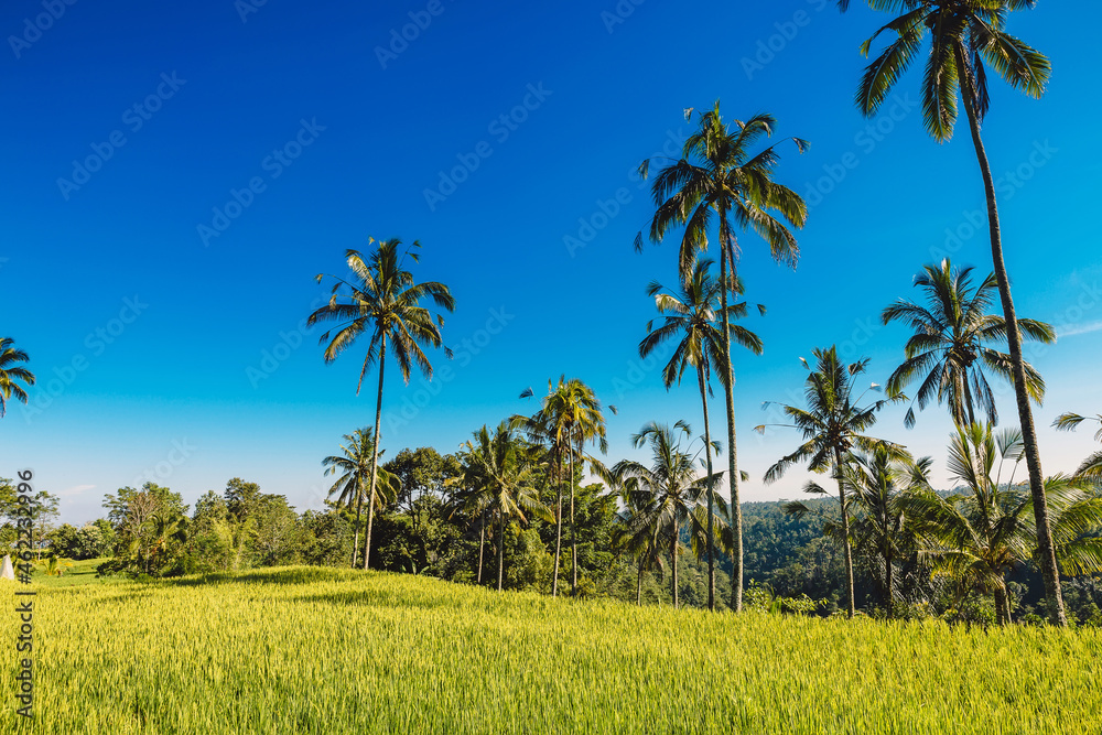 Sunny day on rise fields with coconut palms. Tropical landscape
