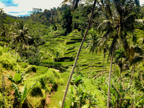 tropical forest