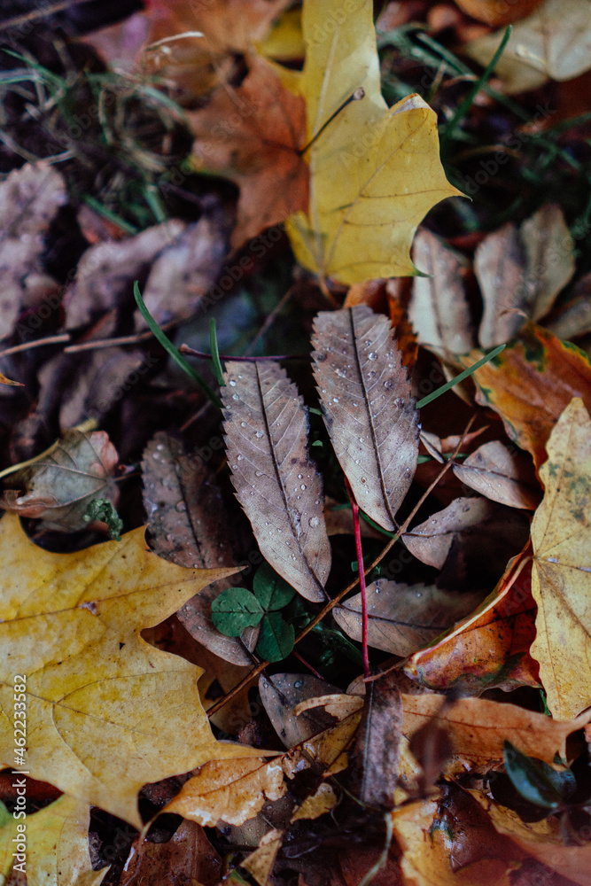 yellow autumn leaves with raindrops