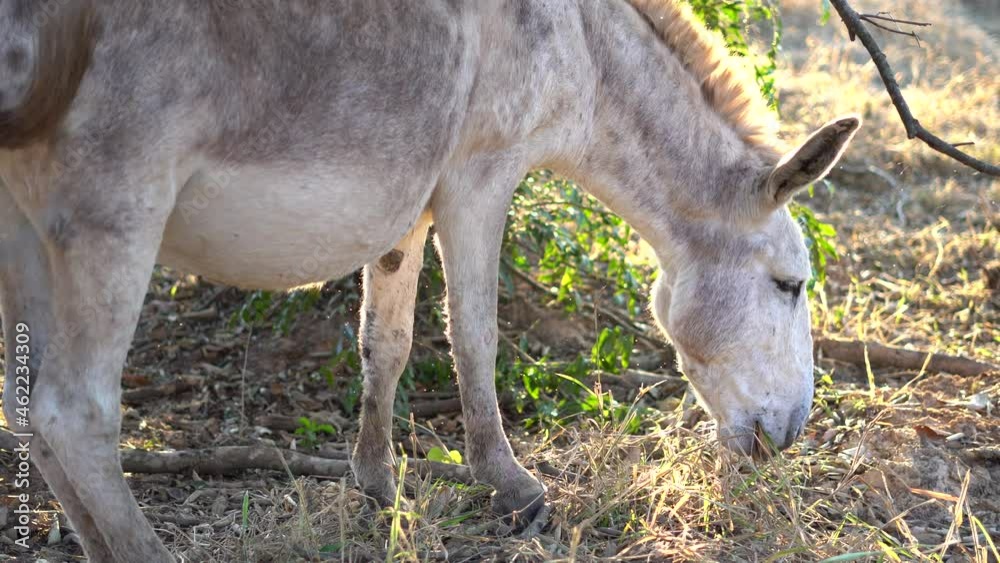 donkey eating grass green horse donkey eating grass green horse