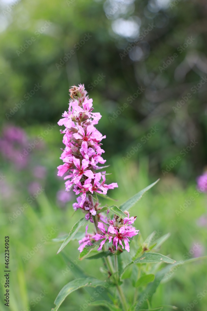 Beautiful wild flower of the field Beautiful wild flower of the field