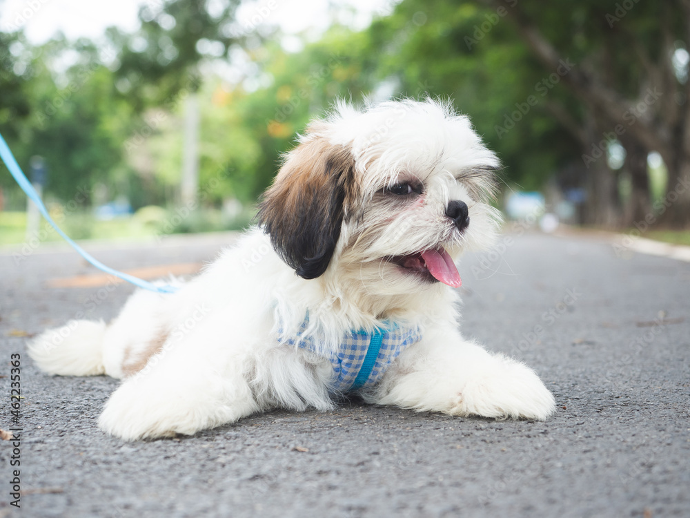 Tired Shih Tzu puppy with hanging tongue Take break while walking on sidewalk of the park. Tired Shih Tzu puppy with hanging tongue Take break while walking on sidewalk of the park.