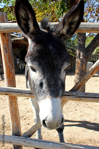 portrait of a donkey in a farm