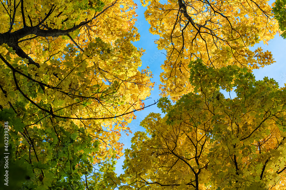 trees in the park with autumn yellow foliage in sunny weather. Bottom view of the sky and crown. Autumn concept trees in the park with autumn yellow foliage in sunny weather. Bottom view of the sky and crown. Autumn concept