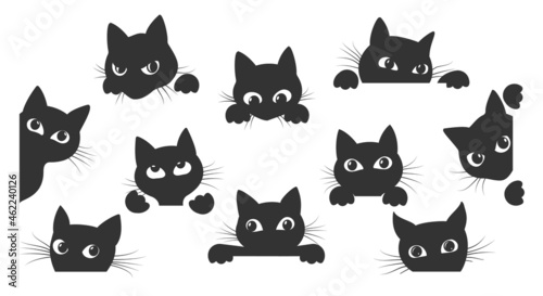 Cat spy animal cartoon
