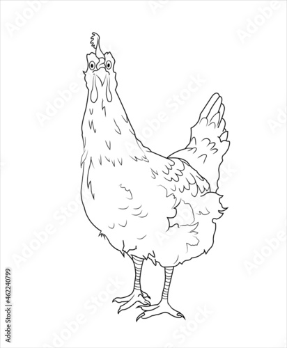 dibujo de gallina con lineas