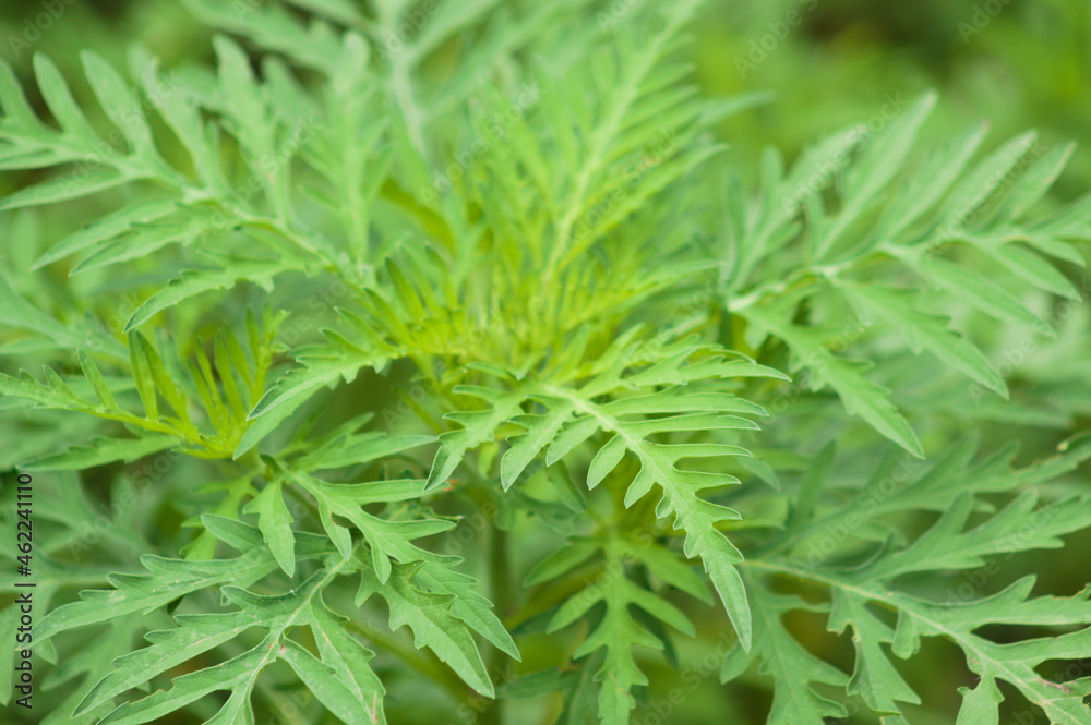 Annual ragweed leaves closeup view with selective focus on foreground Annual ragweed leaves closeup view with selective focus on foreground