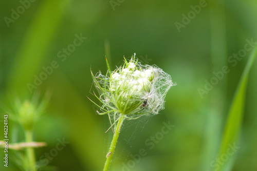 Wild carrot ready to bloom closeup view with green blurred plants on background