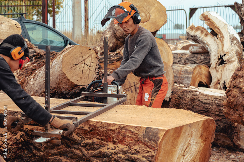 Lumberjack cutting tree trunk with giant chainsaw to make wooden planks Lumberjack cutting tree trunk with giant chainsaw to make wooden planks