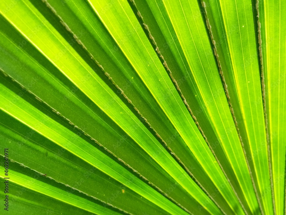 Top view of green palm leaf. Palm frond, green palm leaf. Natural pattern. Geometry on palm leaf. Top view of green palm leaf. Palm frond, green palm leaf. Natural pattern. Geometry on palm leaf.