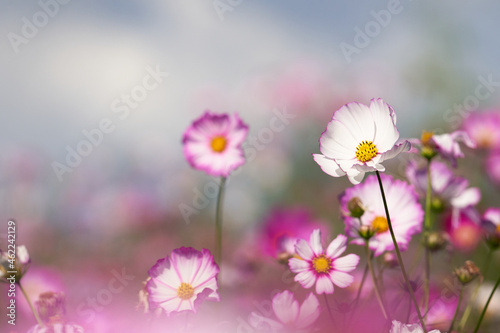 This is a photo of cosmos with the purple of the cosmos in the foreground intentionally blurred out.