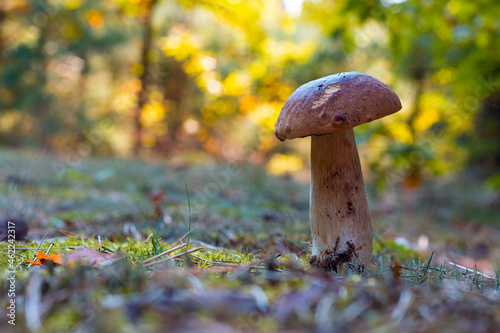 edible thin porcini mushroom grow in wood
