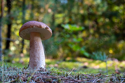 edible thin porcini mushroom in forest