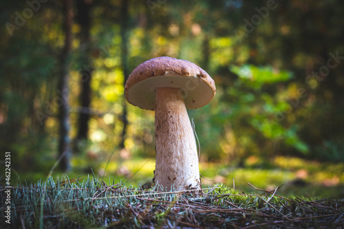 edible thin porcini mushroom in wood