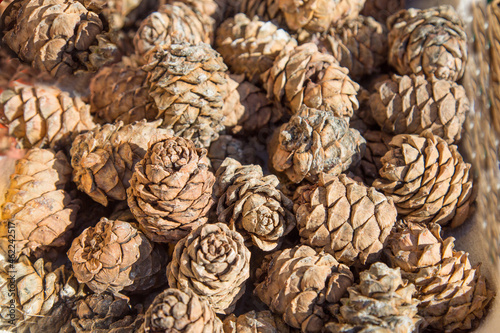 Cedar cones are brown in color with a beautiful pattern of petals, arranged in bulk. Nuts, healthy foods, ecology.