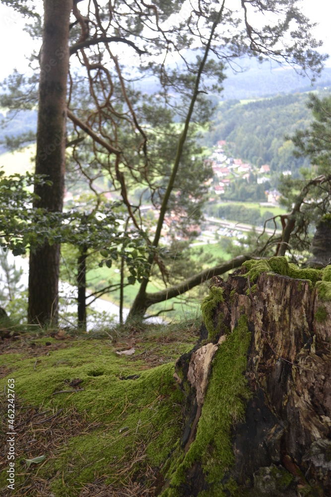 Obraz premium river in the forest