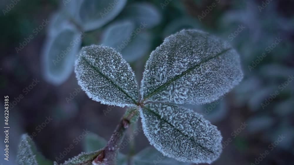 Frozen leaves of green plants, slow motion, shallow depth of field Frozen leaves of green plants, slow motion, shallow depth of field