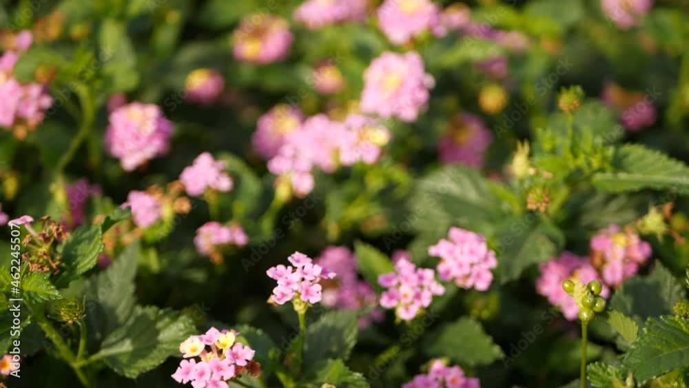 Lantara camara yellow pink flower in garden California USA. Umbelanterna springtime pure colorful bloom, romantic botanical atmosphere, delicate tender blossom. Spring light colors. Fresh calm morning Lantara camara yellow pink flower in garden California USA. Umbelanterna springtime pure colorful bloom, romantic botanical atmosphere, delicate tender blossom. Spring light colors. Fresh calm morning