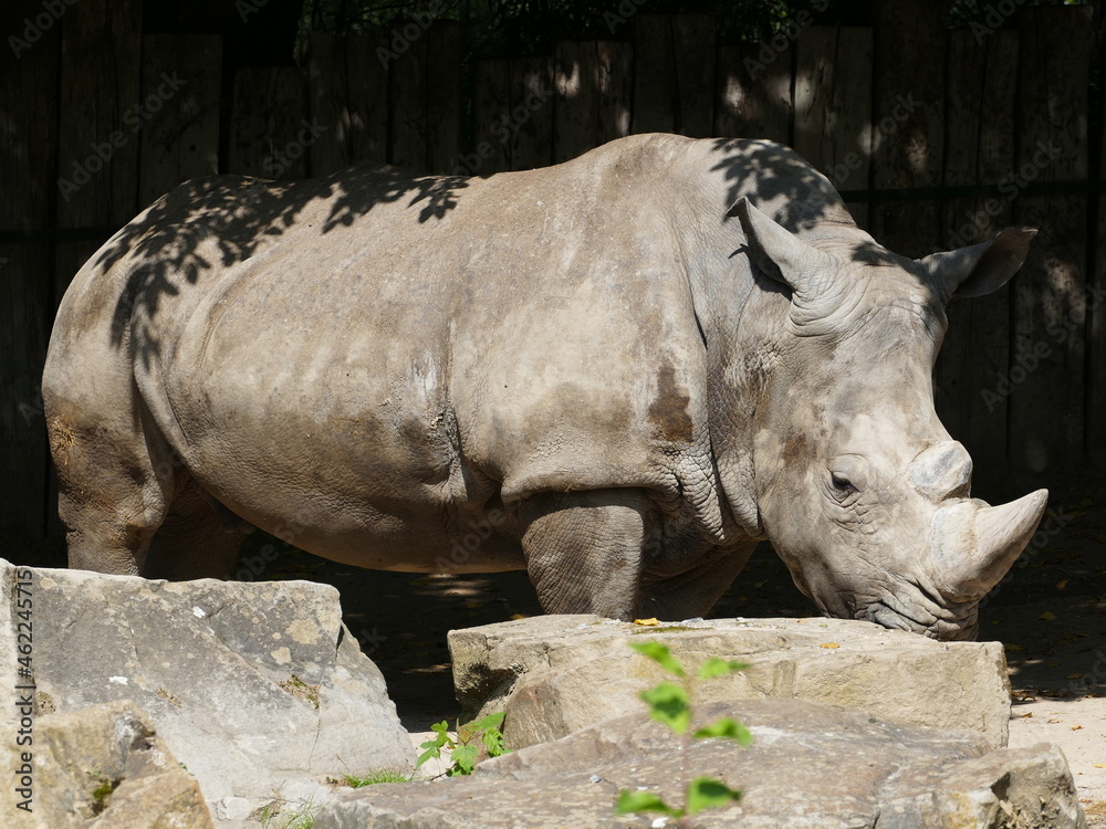 Obraz premium The white rhinoceros is one of the heaviest animals on earth