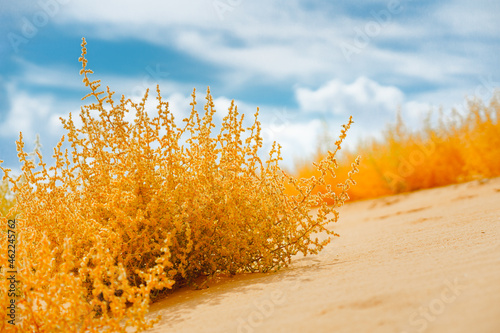 Autumn blooming Saltwort plant on the beach and bright cloudy sky on background. Prickly glasswort or prickly saltwort photo