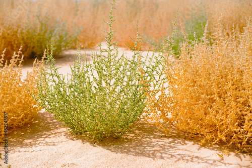 Common Saltwort, prickly glasswort or prickly saltwort (Salsola kali) Autumn bloom in green and yellow colors. Close up of beautiful plants on the beach