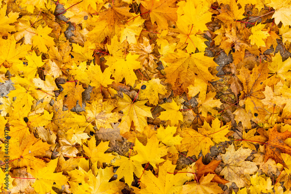 Background of yellow autumn leaves of maple leaves Background of yellow autumn leaves of maple leaves